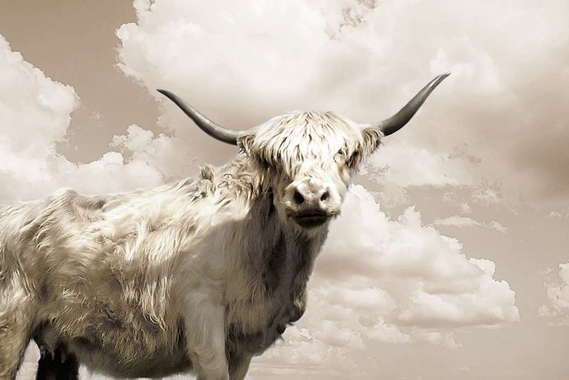 Highland in the Sky art print by Danita Delimont for $57.95 CAD