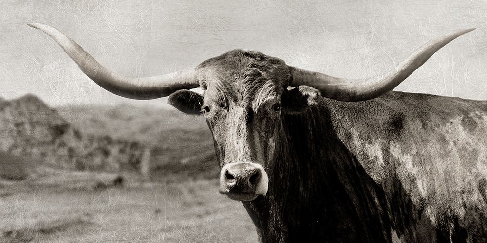 Old Longhorn art print by CAD Design for $57.95 CAD