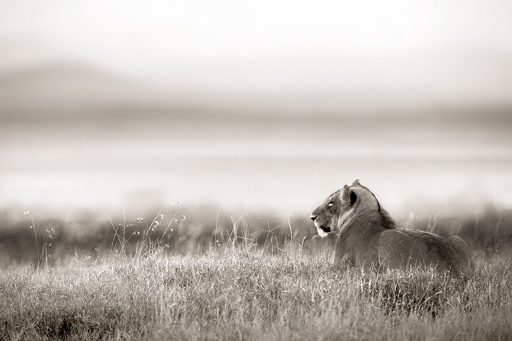 Lioness at Dusk art print by Danita Delimont for $57.95 CAD