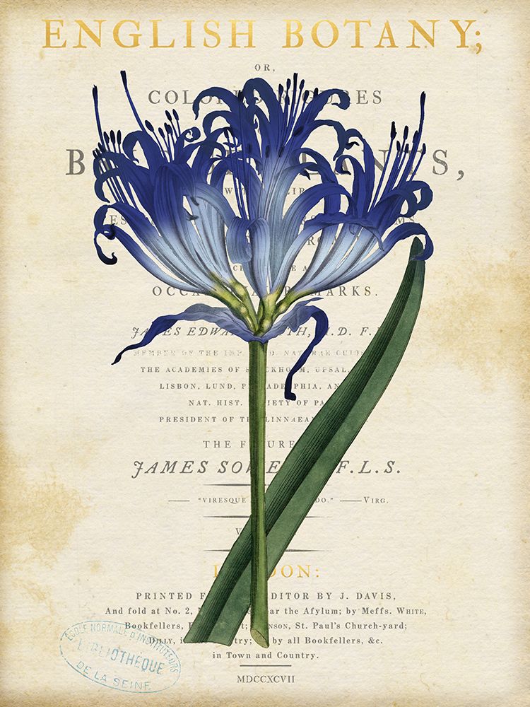 Blue Amaryllis art print by Susan Arnot for $57.95 CAD