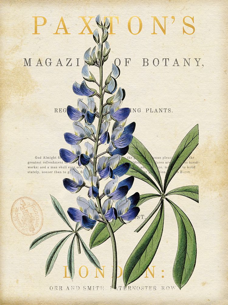 Blue Lupine art print by Susan Arnot for $57.95 CAD