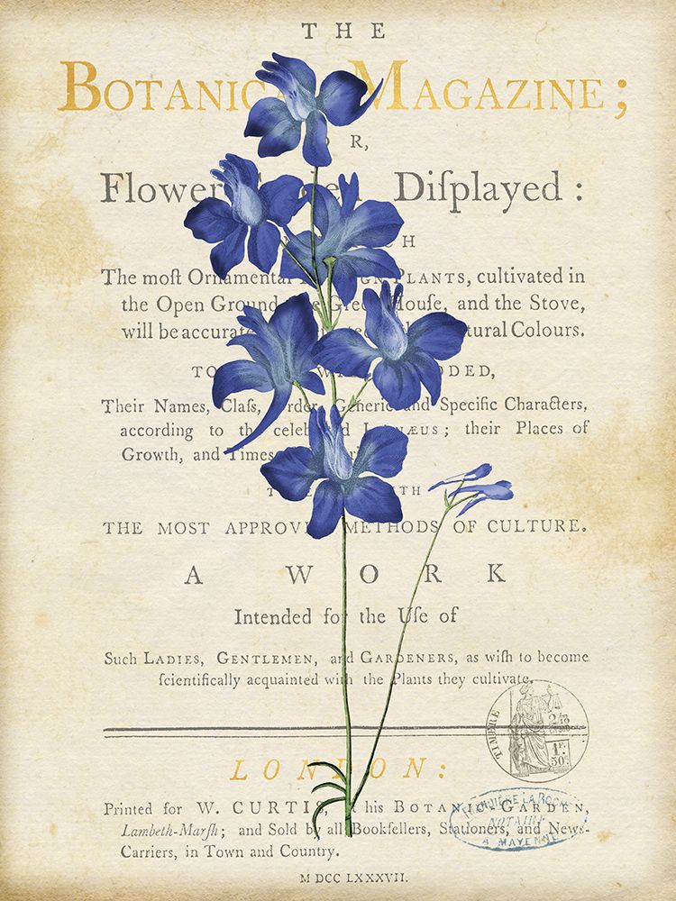 Blue Delphinium art print by Susan Arnot for $57.95 CAD