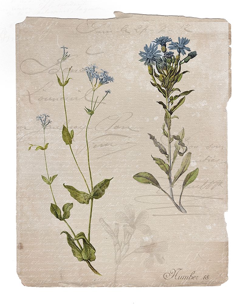 Botanical Page 18 art print by Livi Finn for $57.95 CAD