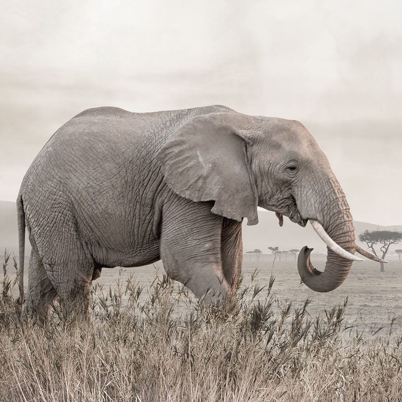On the Move art print by Danita Delimont for $57.95 CAD