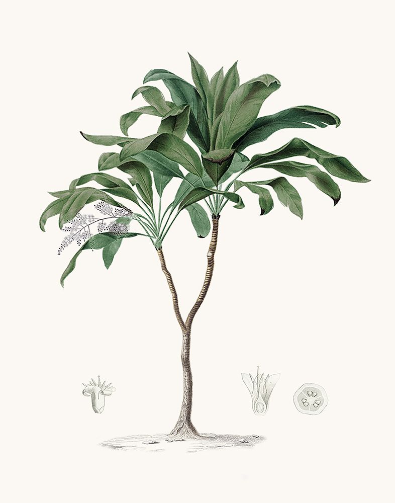 Coastal Palm I art print by CAD Designs for $57.95 CAD
