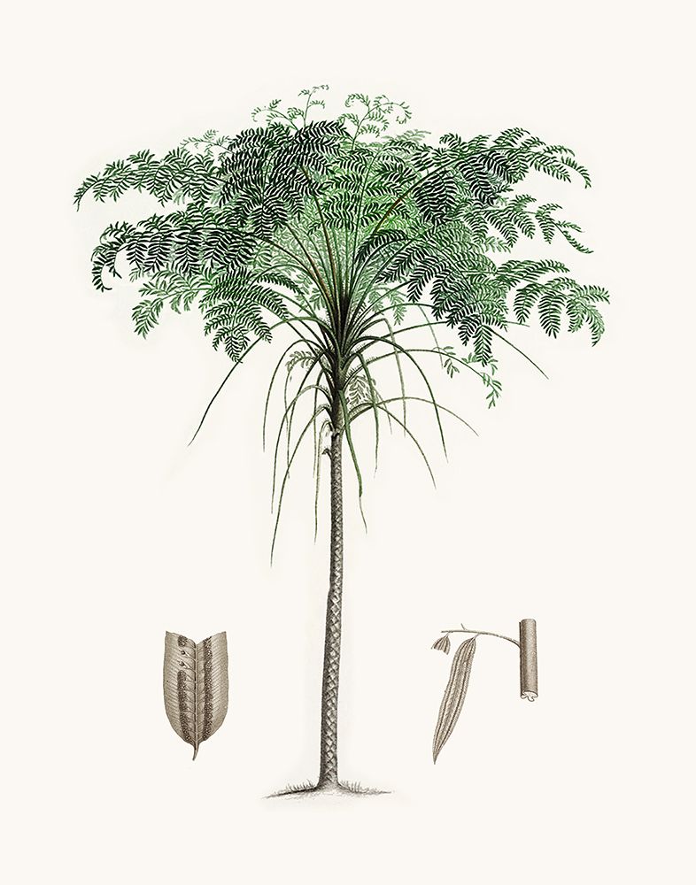 Coastal Palm II art print by CAD Designs for $57.95 CAD