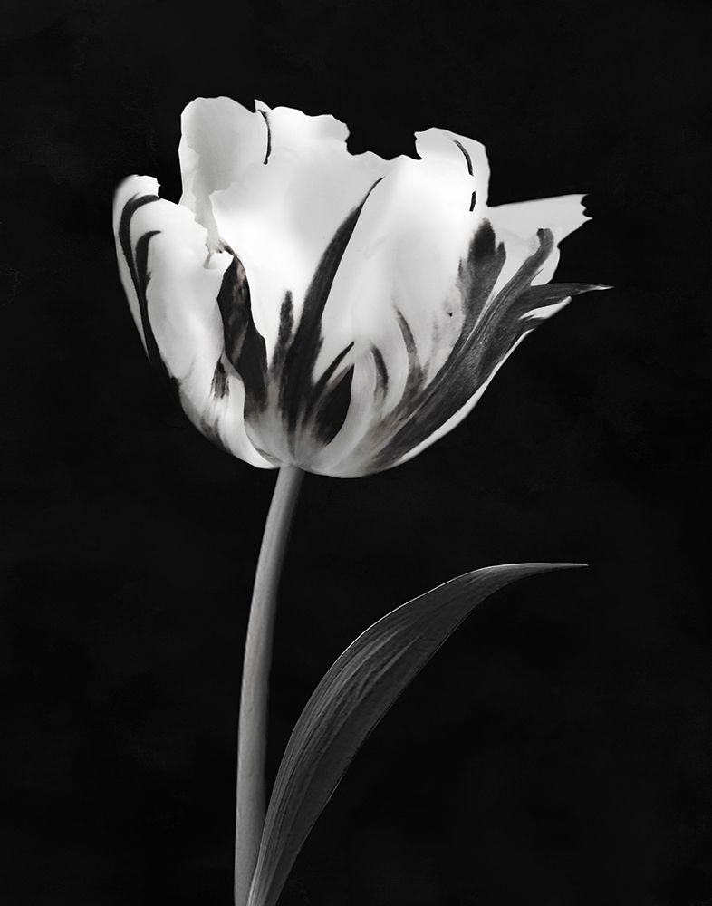 Modern Flower I art print by CAD Designs for $57.95 CAD
