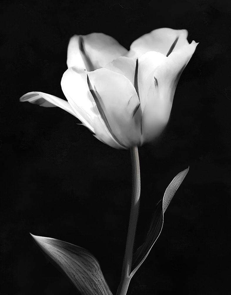 Modern Flower II art print by CAD Designs for $57.95 CAD