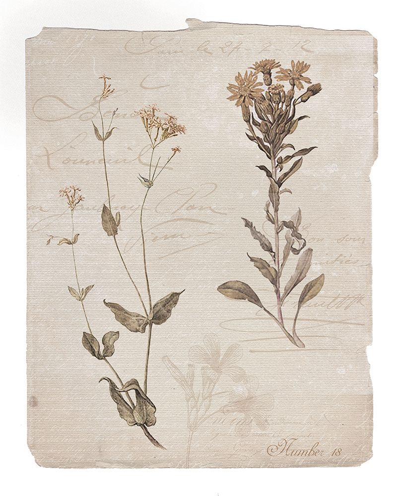 Botanical Page 18 art print by Livi Finn for $57.95 CAD
