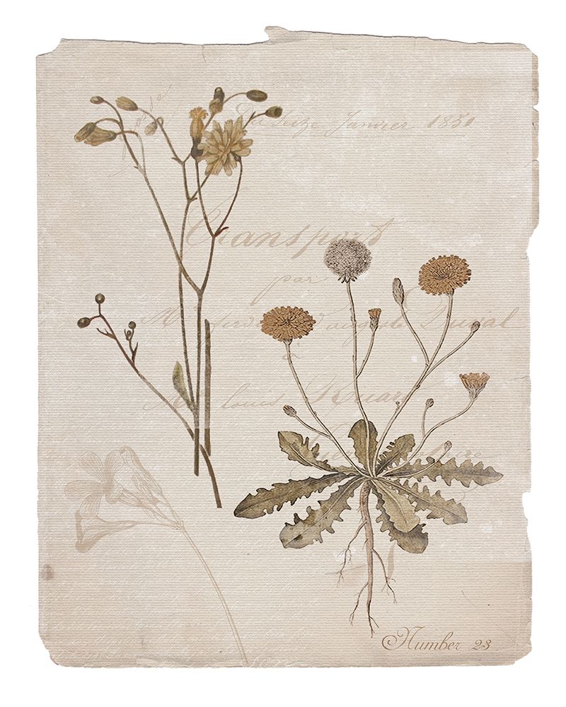 Botanical Page 23 art print by Livi Finn for $57.95 CAD