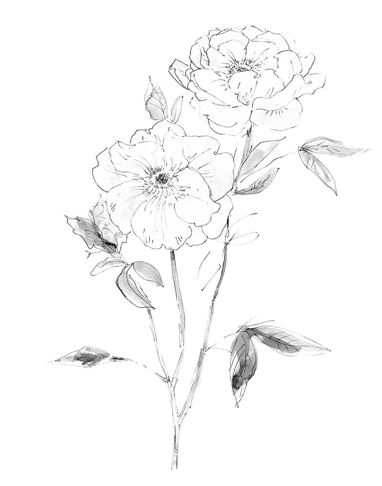 Sketchy Rose I art print by Carol Robinson for $57.95 CAD