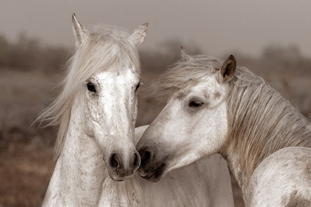 Sunset Affection art print by Superstock Partners LLC for $57.95 CAD