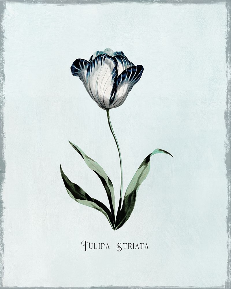 Beautiful Blue Tulip II art print by Kelly Donovan for $57.95 CAD