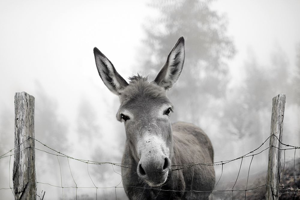 Foggy Day Donkey art print by CAD Design for $57.95 CAD