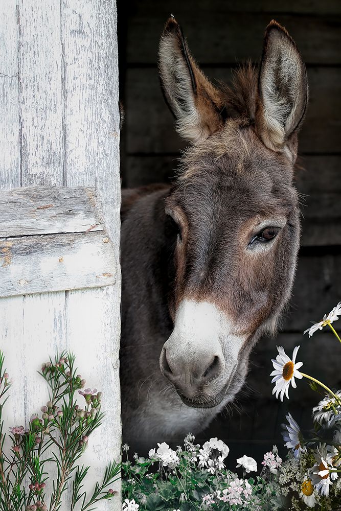 Barn Buddy art print by CAD Design for $57.95 CAD