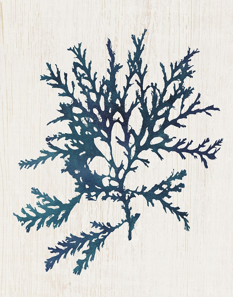 Navy Kelp II art print by Susan Arnot for $57.95 CAD