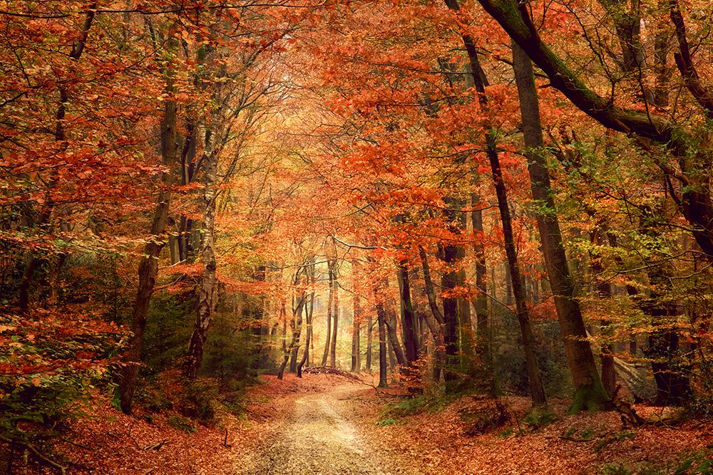 Blaze of Glory art print by Lars Van de Goor for $57.95 CAD