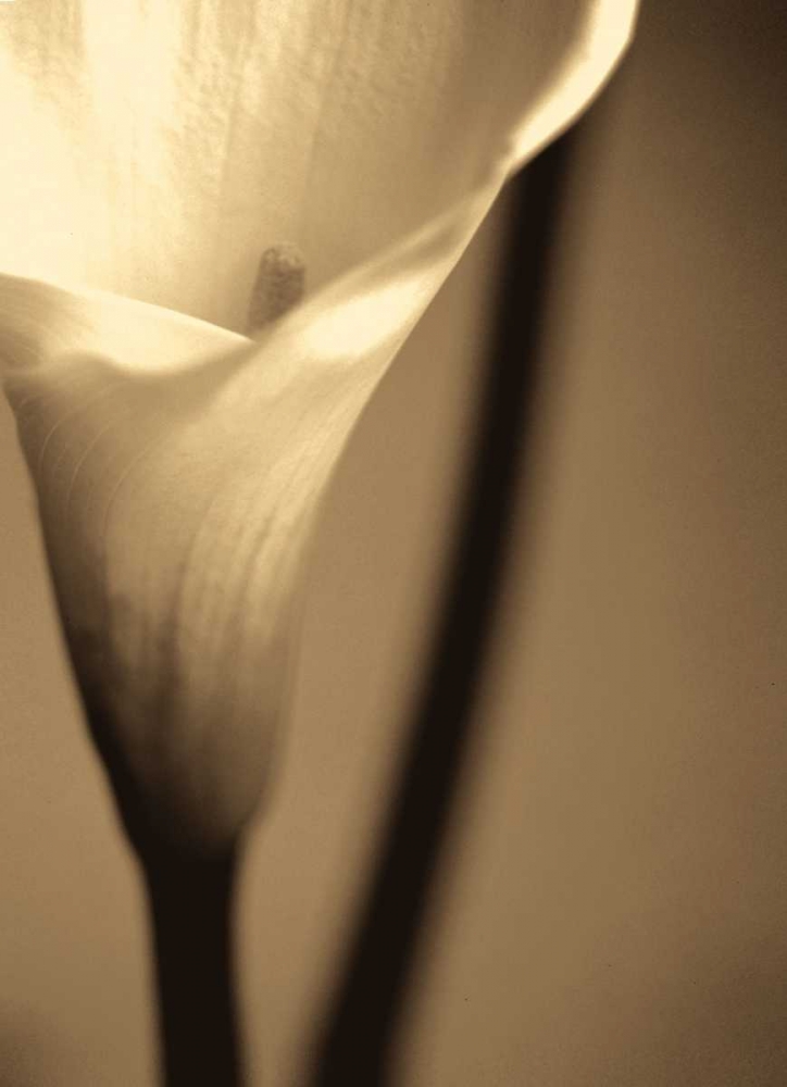Divinity I art print by Cinzia Ryan for $57.95 CAD