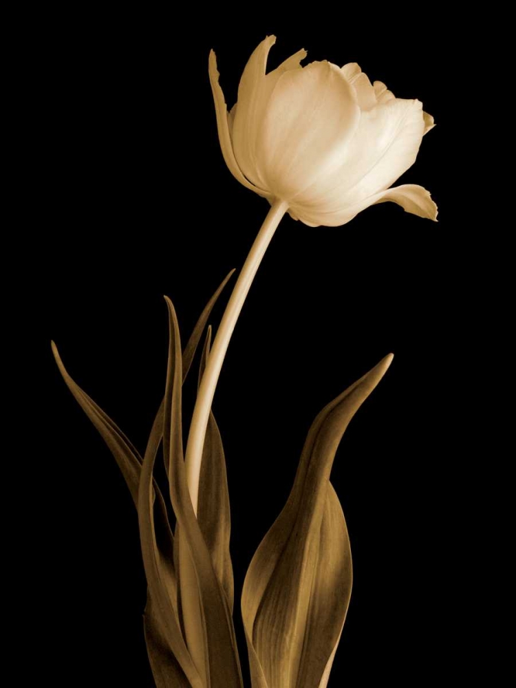 Classic Beauty art print by Charles Britt for $57.95 CAD