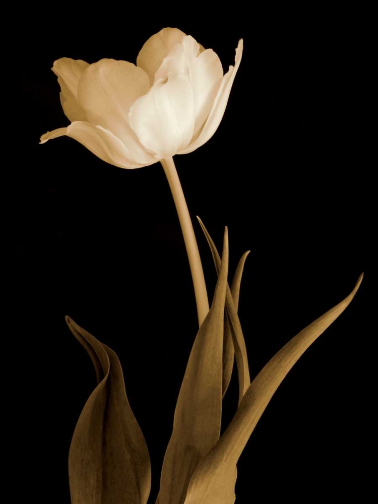 Splendid Beauty art print by Charles Britt for $57.95 CAD