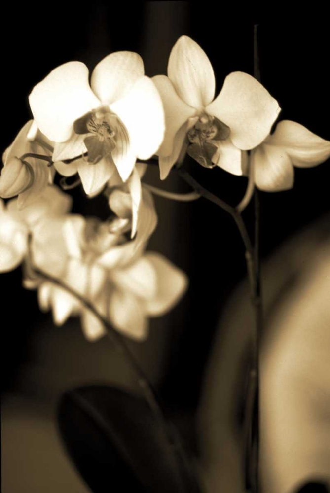 Exotic Blooms art print by Cinzia Ryan for $57.95 CAD