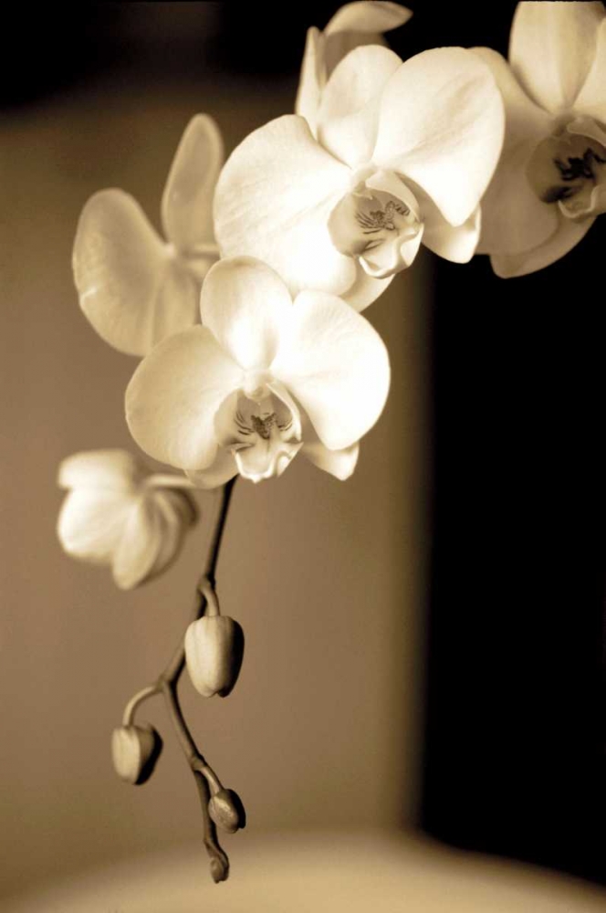 Exotic Blooms art print by Cinzia Ryan for $57.95 CAD