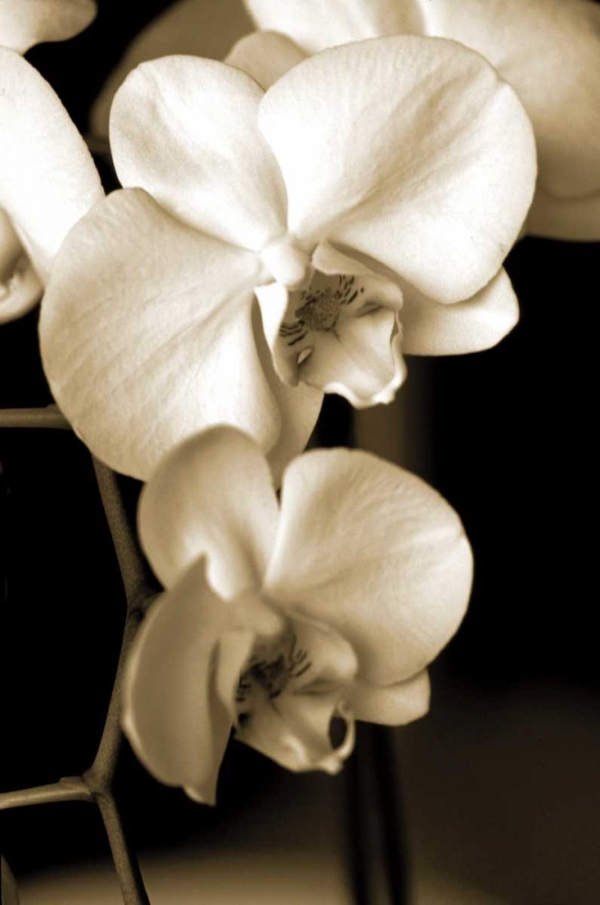 Exotic Blooms art print by Cinzia Ryan for $57.95 CAD