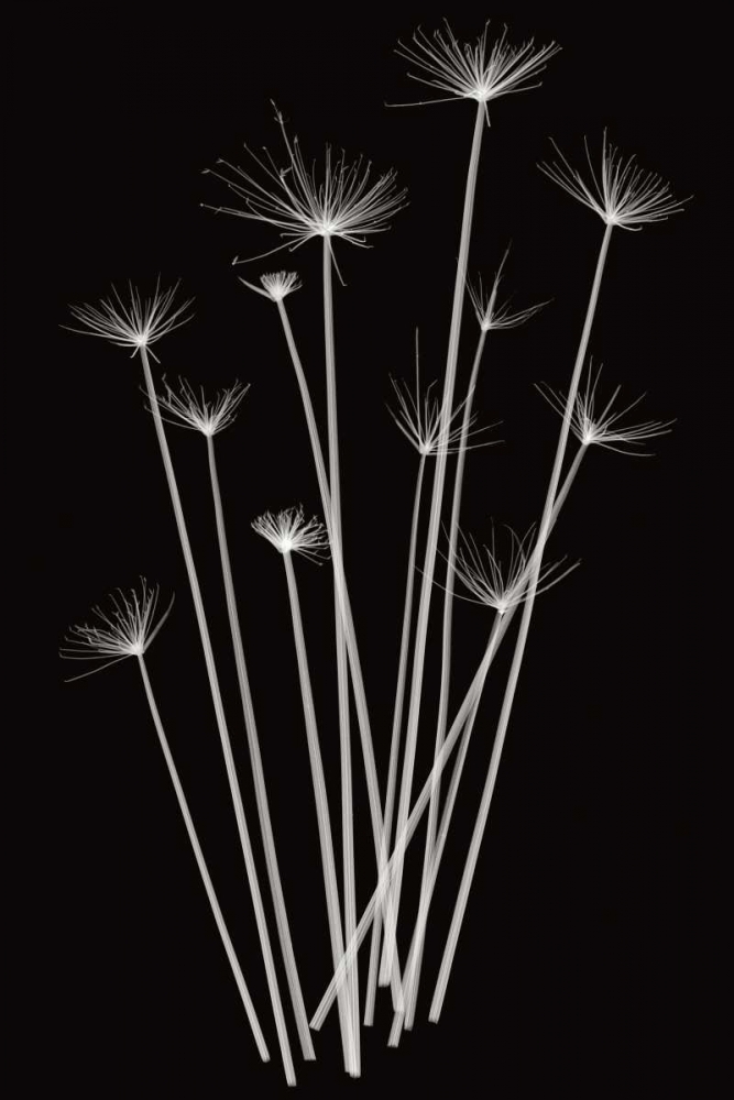 Three Rushes art print by Jim Wehtje for $57.95 CAD
