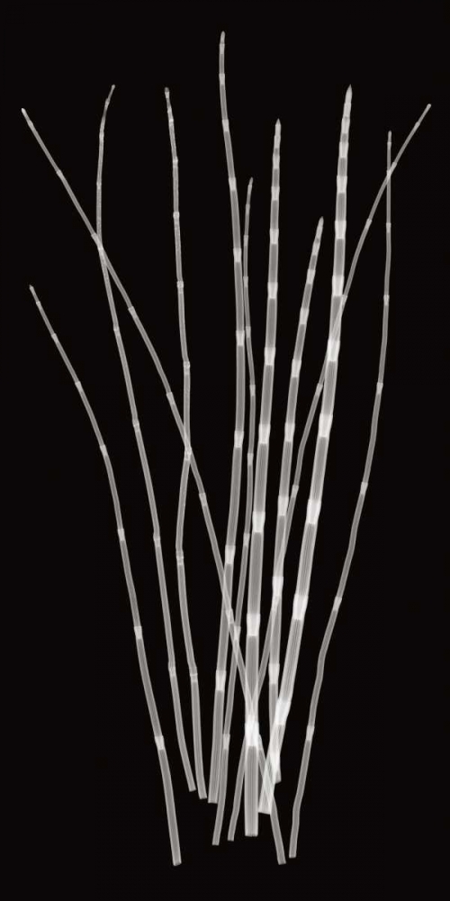 Three Rushes art print by Jim Wehtje for $57.95 CAD