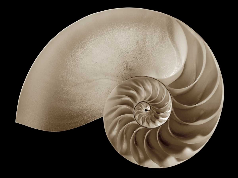 Ocean Keepsake II art print by Charles Britt for $57.95 CAD