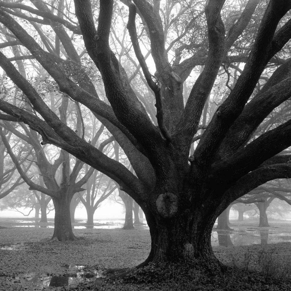 Oak Grove, Winter art print by William Guion for $57.95 CAD