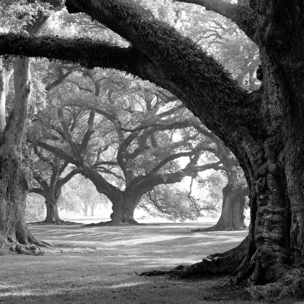 Oak Alley, West Row art print by William Guion for $57.95 CAD