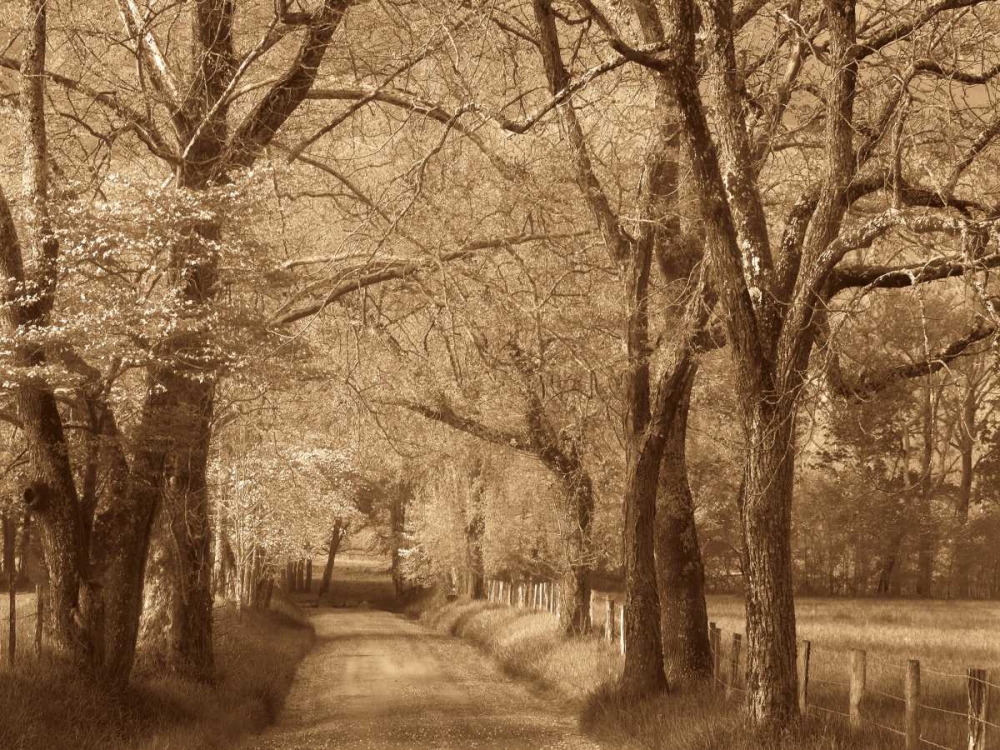 Smokies Road art print by Wendy Caro for $57.95 CAD