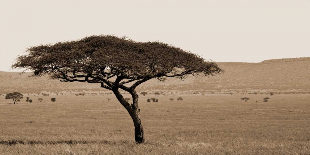 Serengeti Horizons I art print by Jeff/Boyce Maihara/Watt for $57.95 CAD
