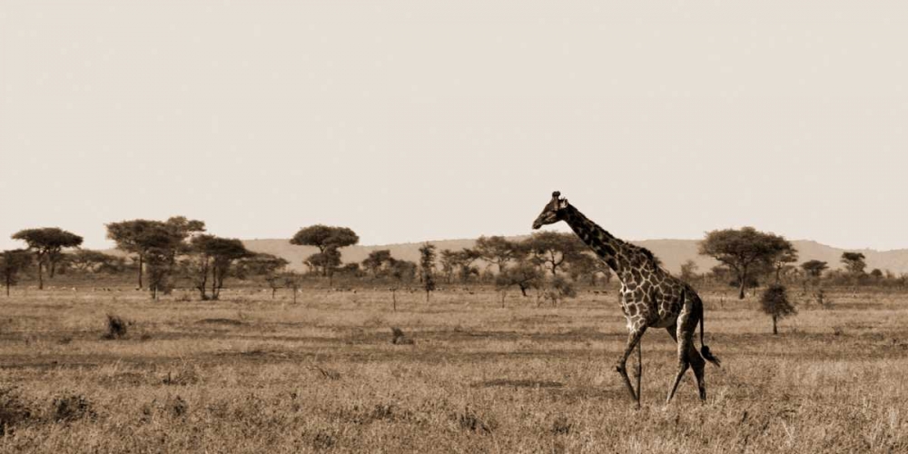 Serengeti Horizons II art print by Jeff/Boyce Maihara/Watt for $57.95 CAD