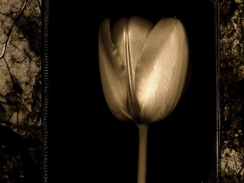 White Tulipa II art print by Rick Filler for $57.95 CAD
