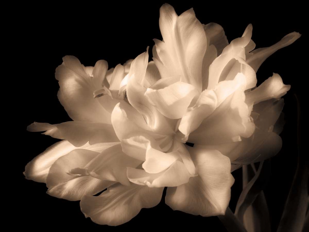 Double Dappled I art print by Charles Britt for $57.95 CAD