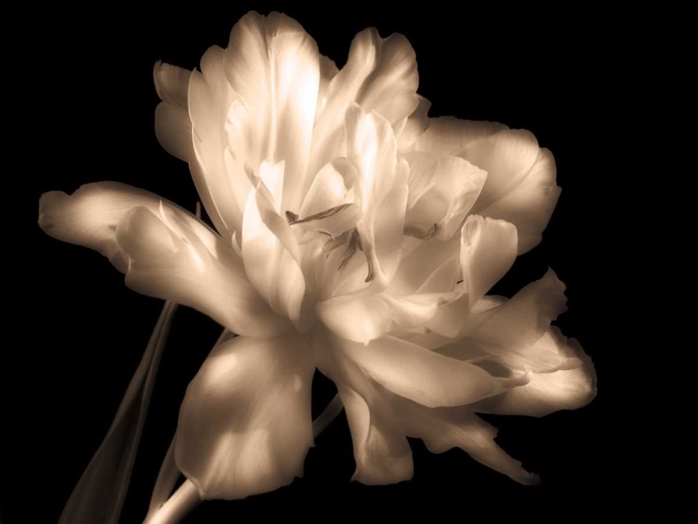 Double Dappled II art print by Charles Britt for $57.95 CAD
