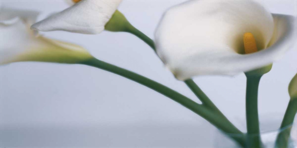 Springplicity I art print by Cinzia Ryan for $57.95 CAD
