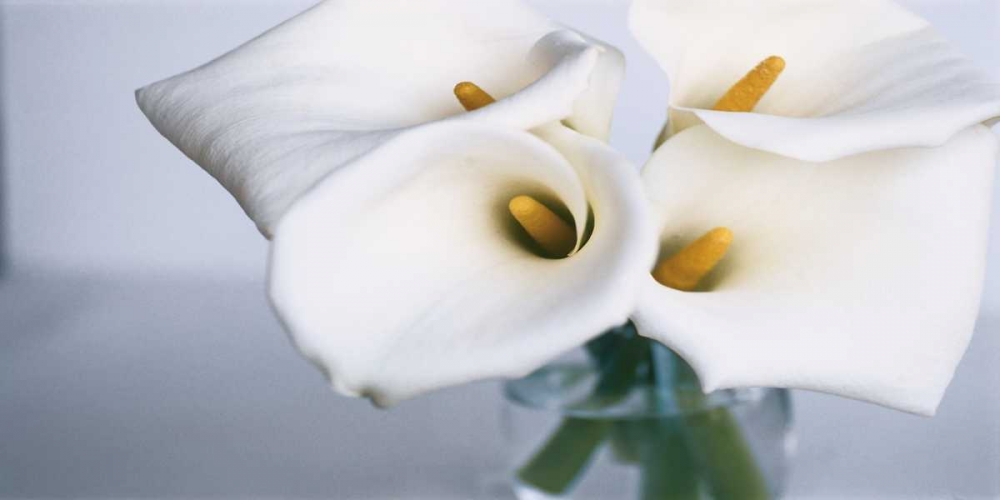 Springplicity II art print by Cinzia Ryan for $57.95 CAD