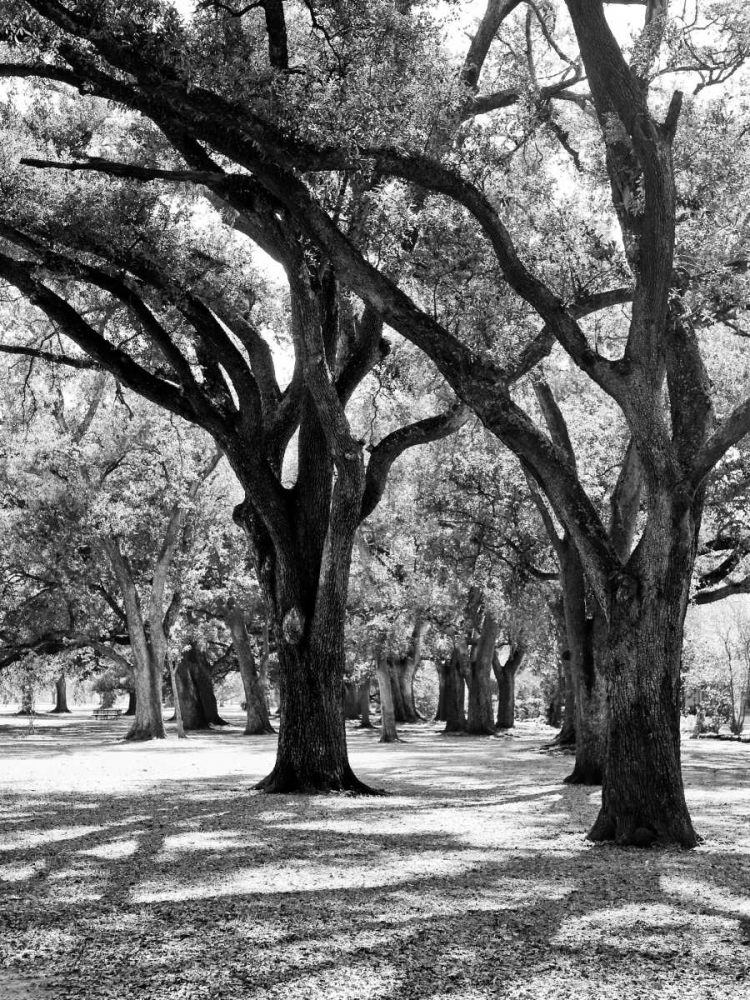 Oak Tree Study art print by Jeff/Boyce Maihara/Watt for $57.95 CAD