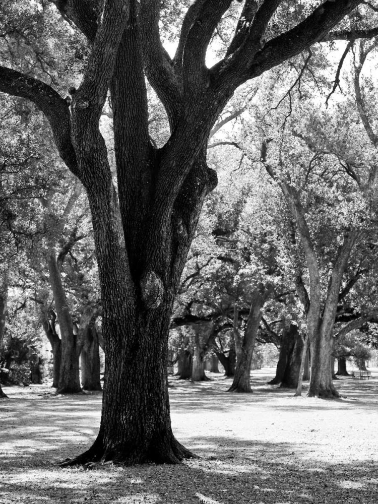 Oak Tree Study art print by Jeff/Boyce Maihara/Watt for $57.95 CAD