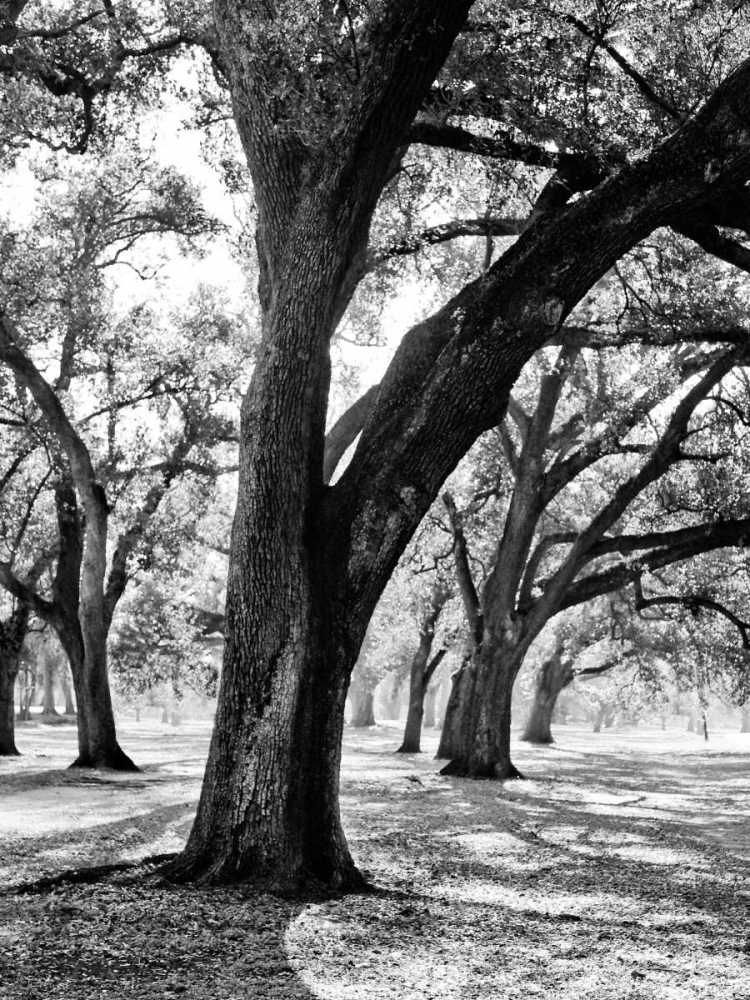 Oak Tree Study art print by Jeff/Boyce Maihara/Watt for $57.95 CAD