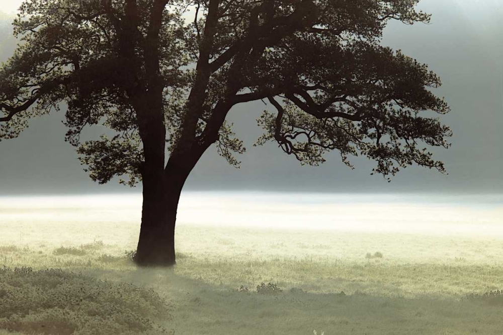 Enlighten Me art print by Assaf Frank for $57.95 CAD