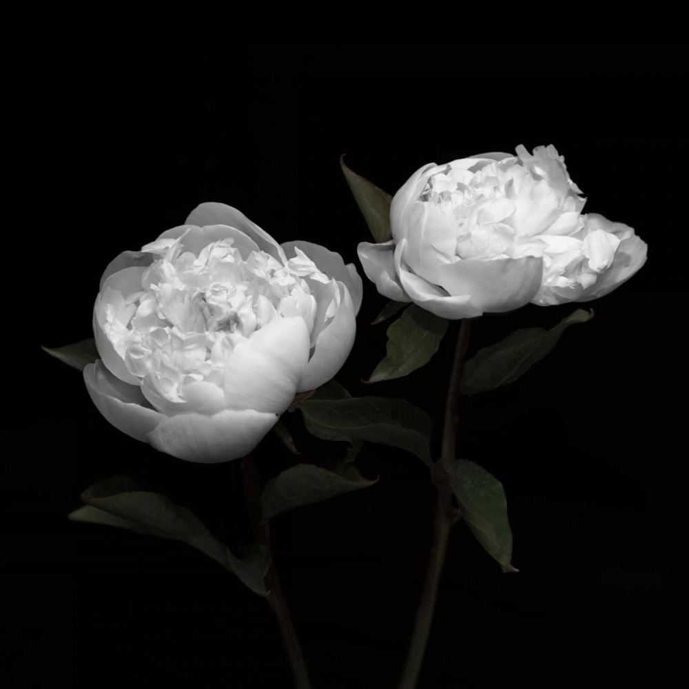 Peony Perfection I art print by Jeff Maihara for $57.95 CAD