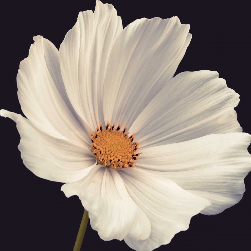 Cosmos I art print by Assaf Frank for $57.95 CAD
