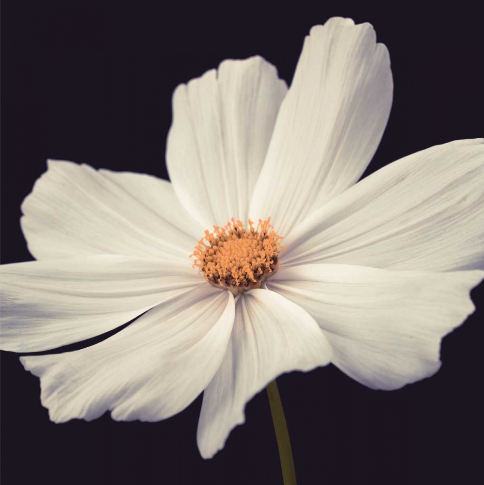 Cosmos II art print by Assaf Frank for $57.95 CAD