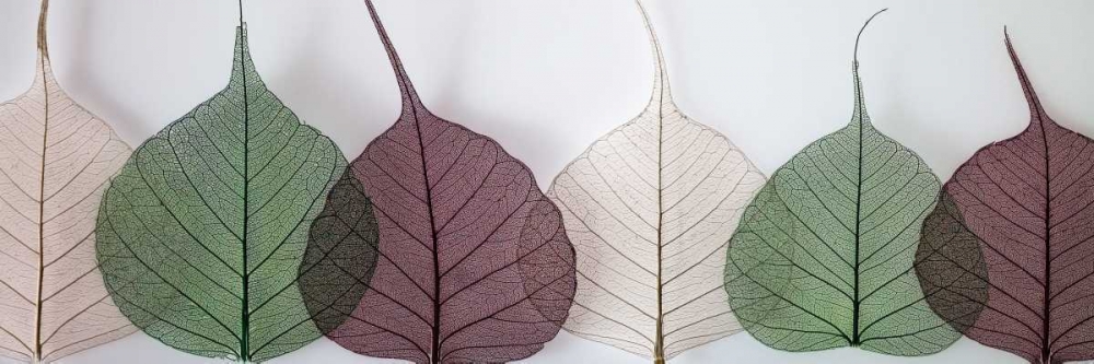 Leafy Address art print by Assaf Frank for $57.95 CAD