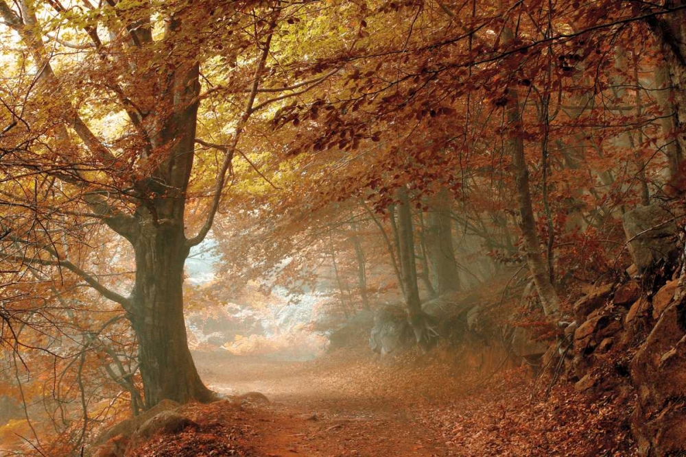 Autumn Dream art print by Toni Vila for $57.95 CAD