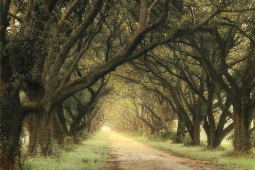 Evergreen Alley art print by William Guion for $57.95 CAD